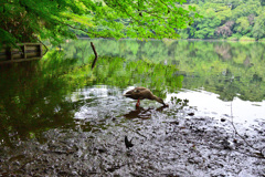蝶のどかわいた鴨