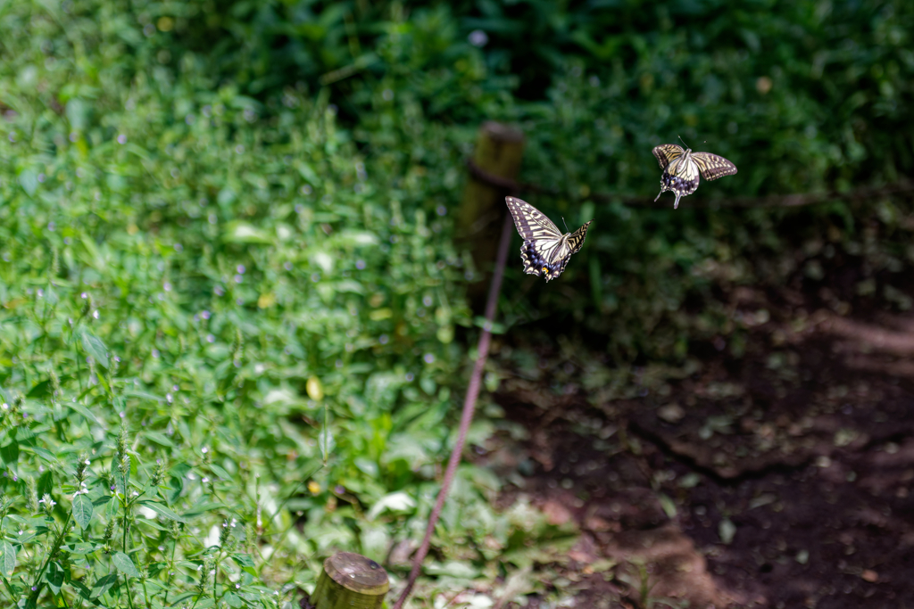 久しぶりに近所の公園に②