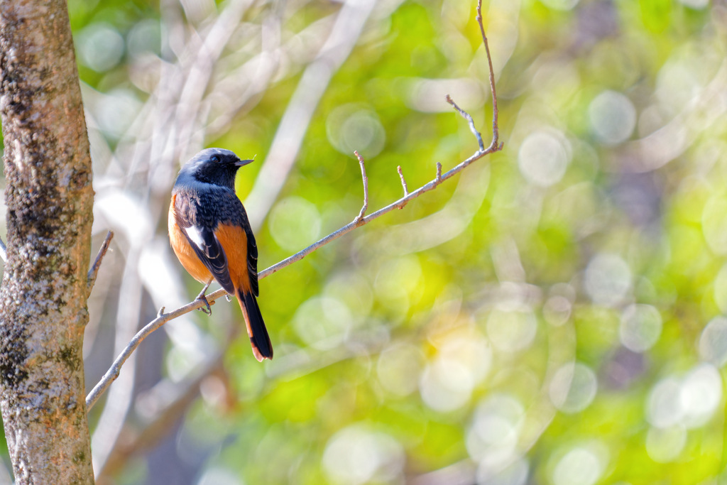 ダルマさんが転んだ