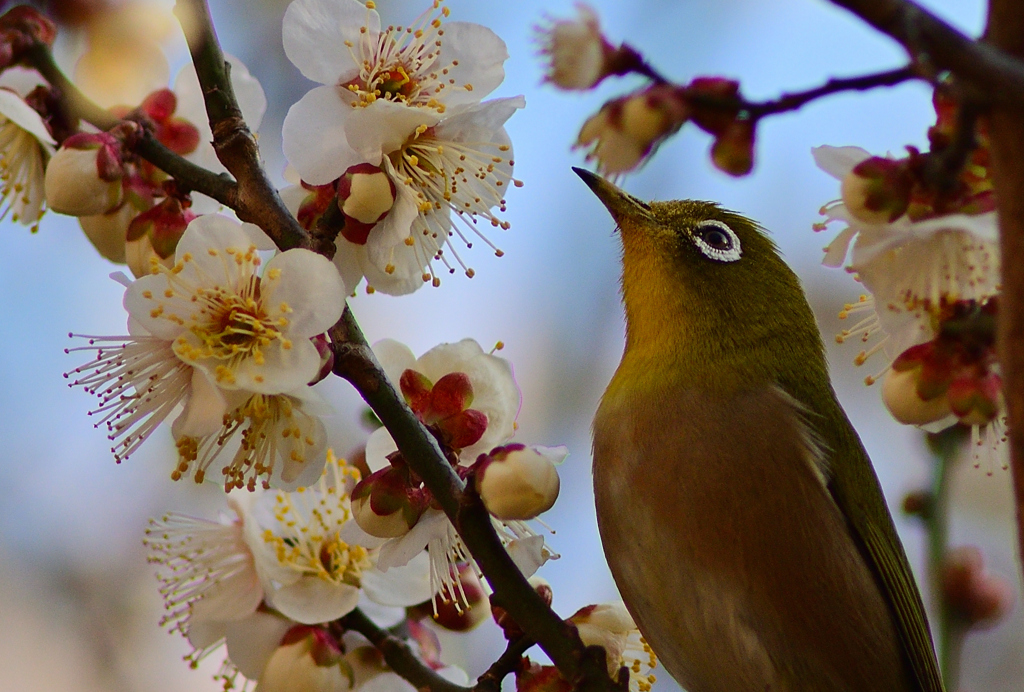 花粉症にお気をつけ下さい