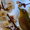 花粉症にお気をつけ下さい