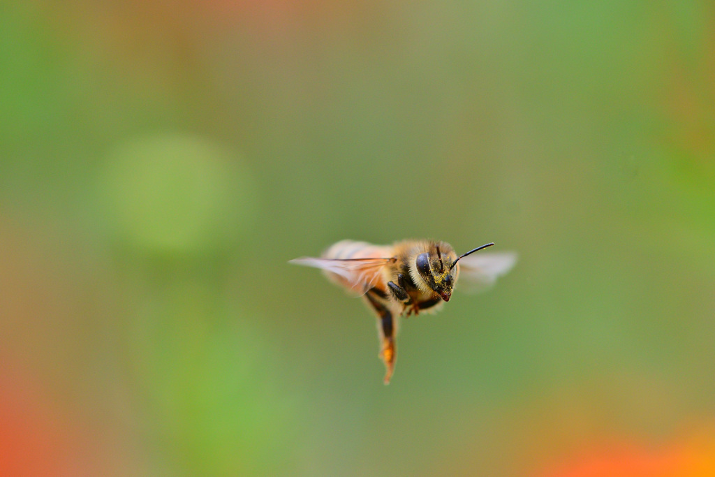 小さな小さなバレリーナ