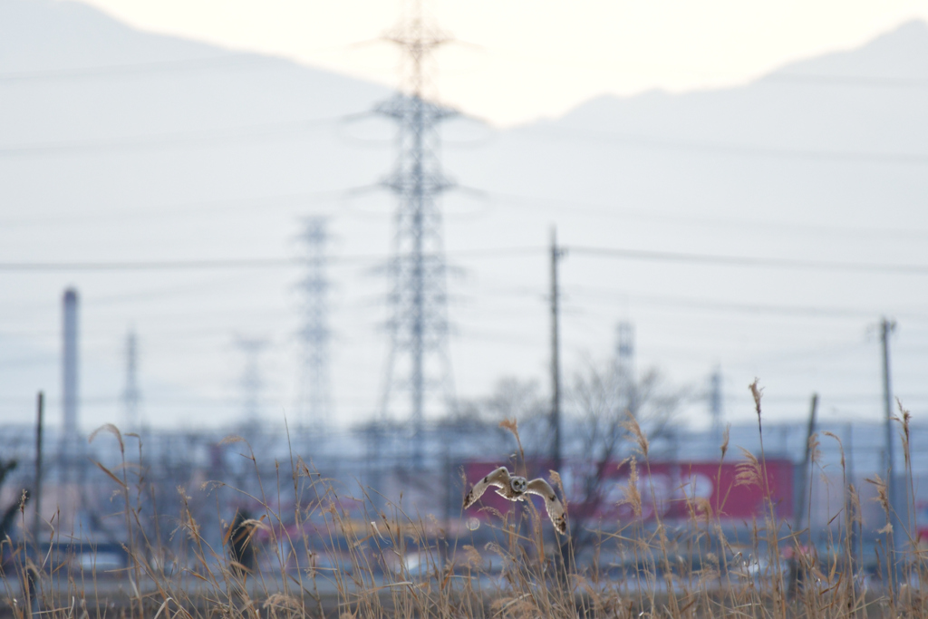 鳥と送電線