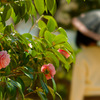 花39