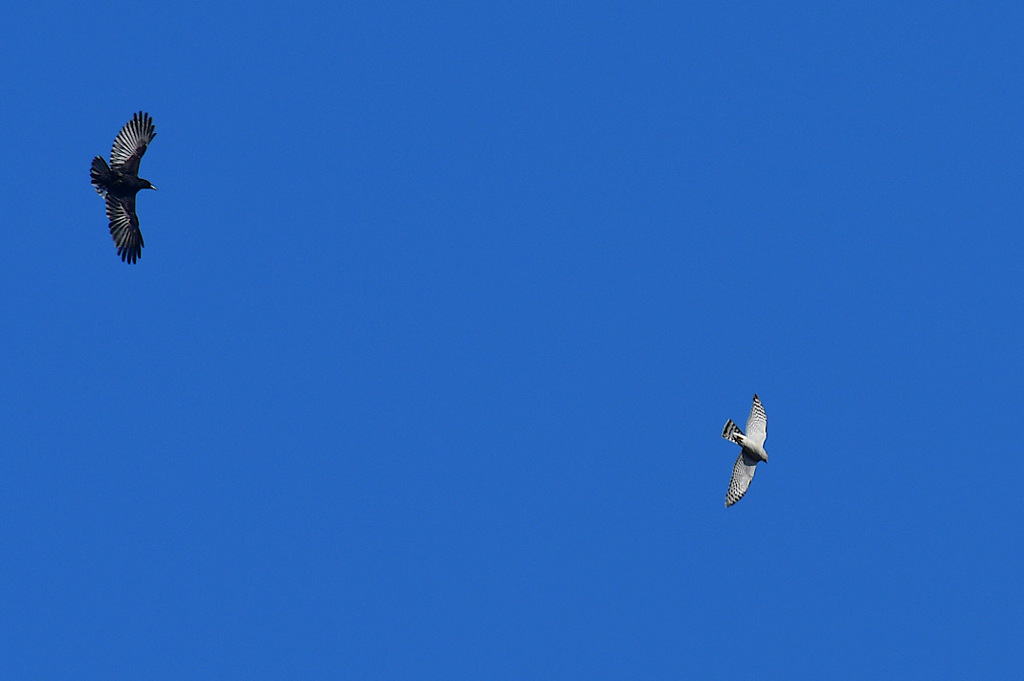 カラスより小さな鷹が