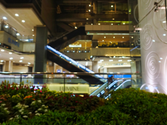 ピントはカメラ任せ