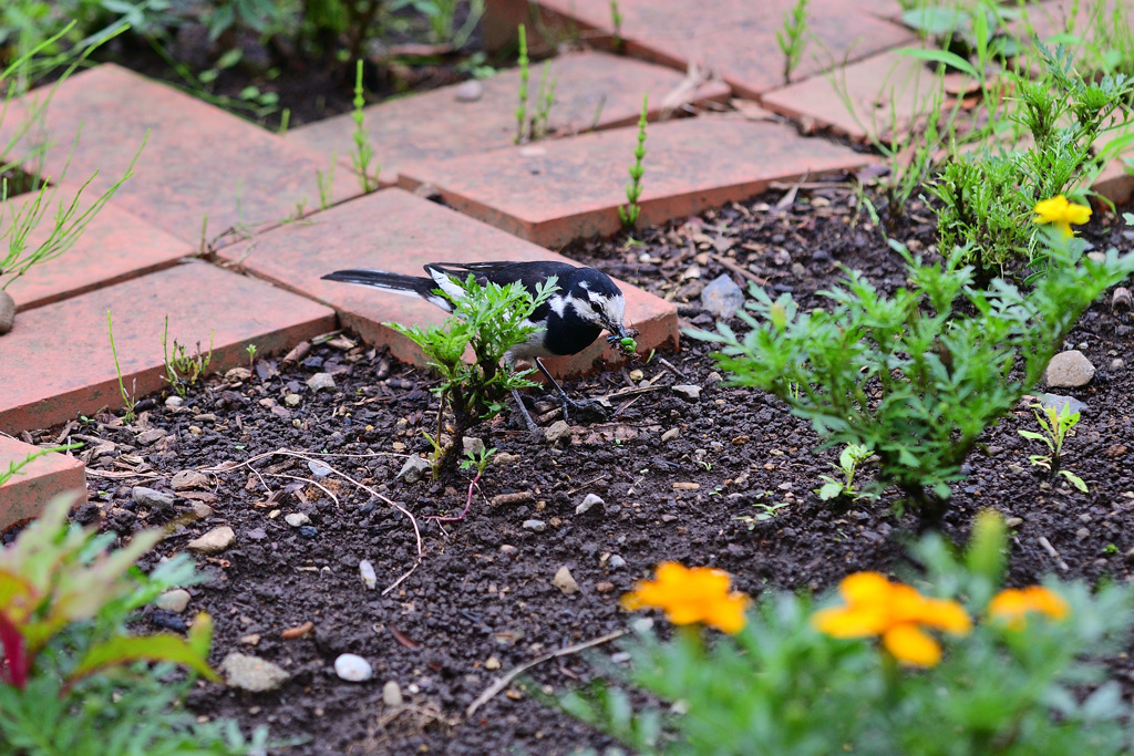 梅雨の合間に①
