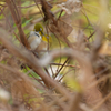 群れる鳥達は