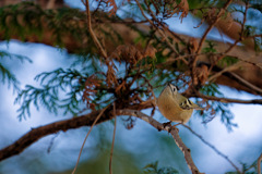 チリチリチリチリ