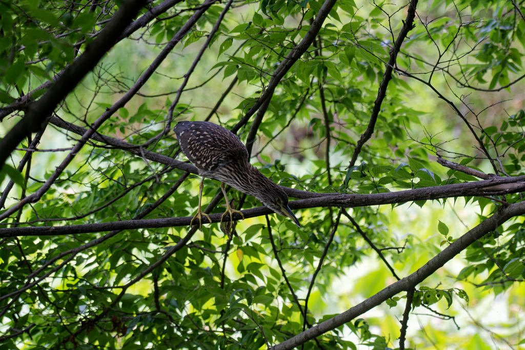 真剣な眼差し①