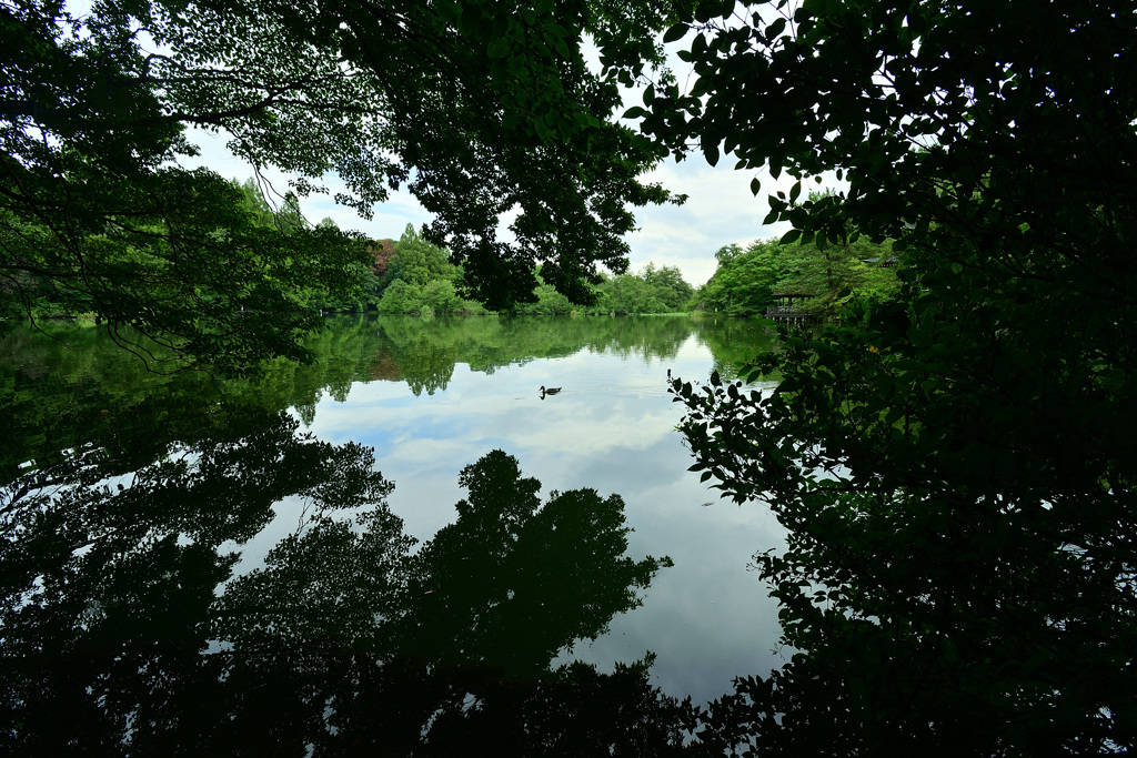 筋斗雲に乗ってる鴨