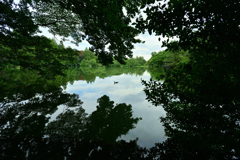 筋斗雲に乗ってる鴨