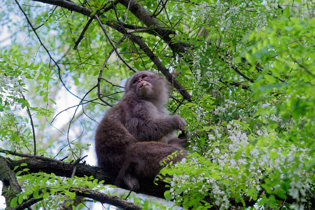 山で人気の白い花②