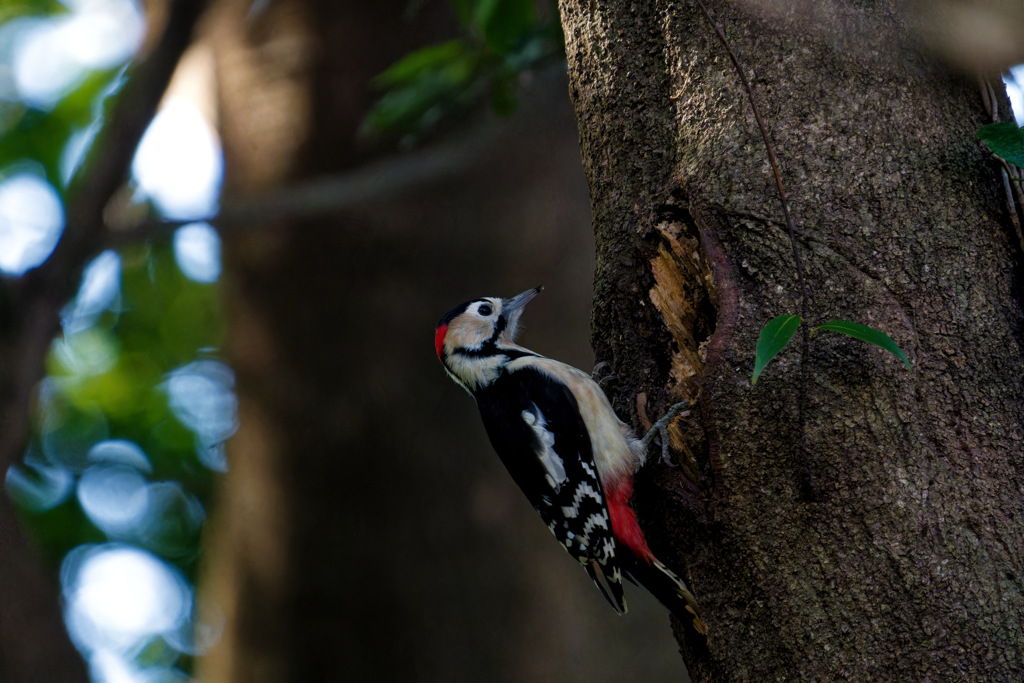 やっと探鳥に行けました②