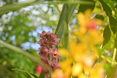花30