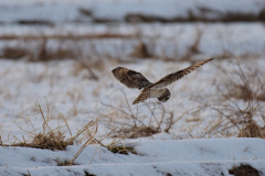 雪と鳥さんの思い出④