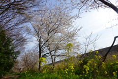 サクラ撮るヒトを撮る①