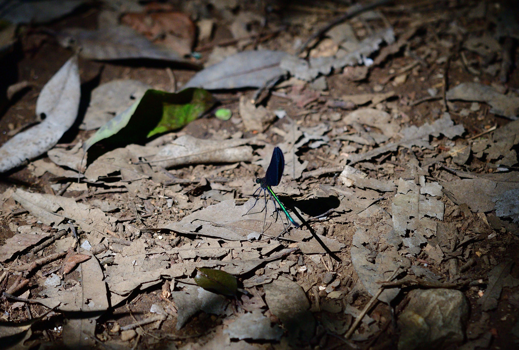 羽黒トンボさん