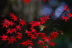 紅葉①