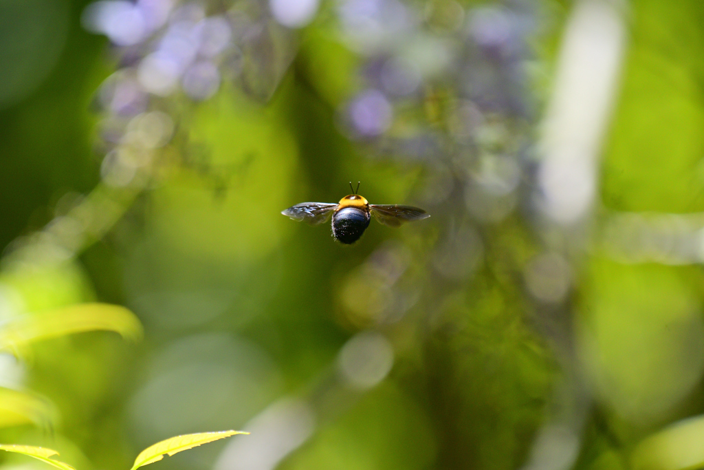 クマと藤とキラキラ