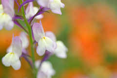 花70