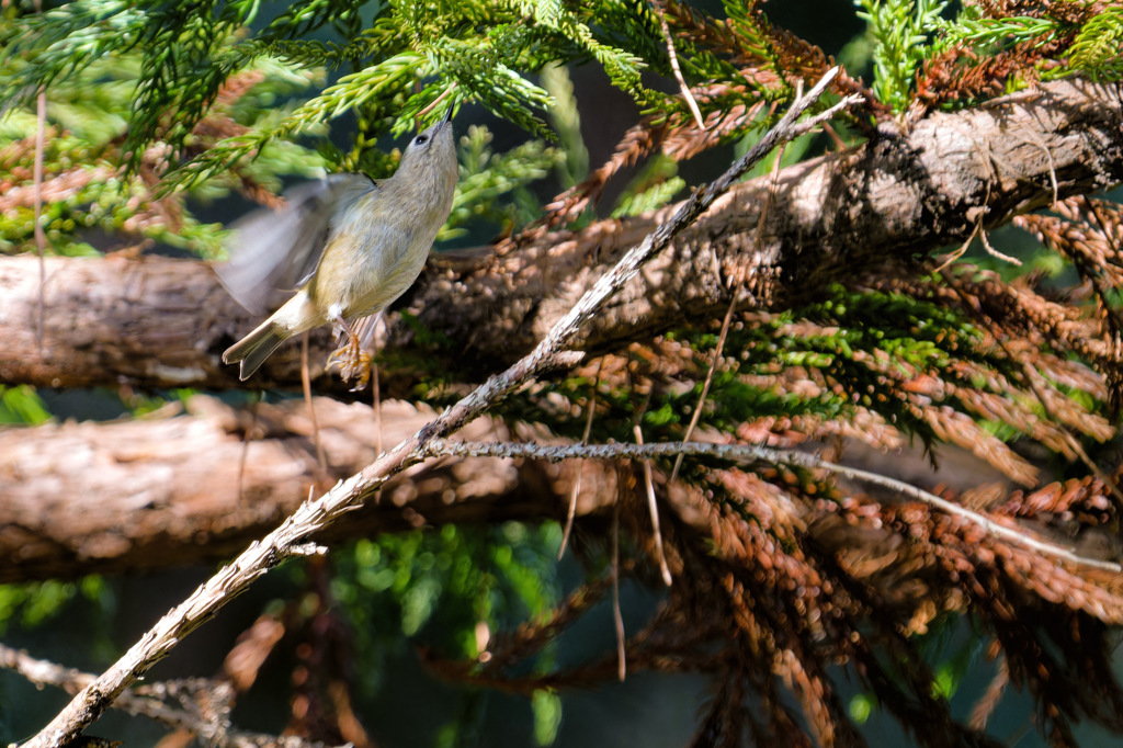 リアルちいかわ3