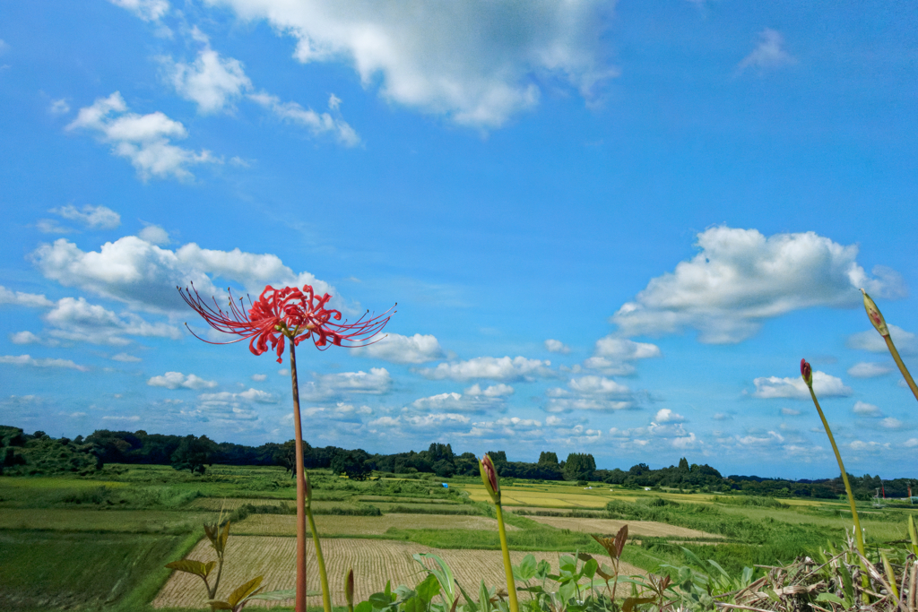 夏空と秋の花