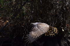 飛んで飛んで飛んで⑤