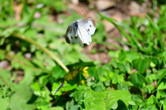 後ろからの奇襲？それとも③