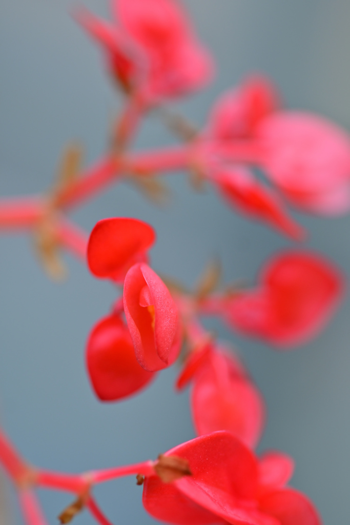 花⑪