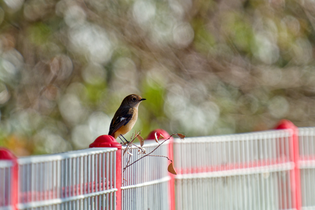 眉斑が印象的なジョビ子