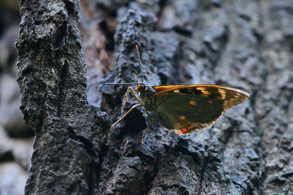 会いたかった蝶②