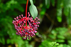 花⑰