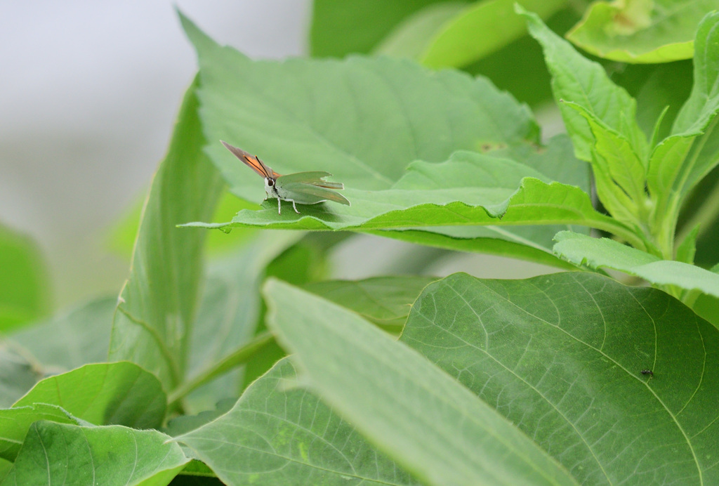 太い足がなんともかわいい
