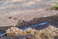 お産にに立ち会う夫達? お産にに立ち会う夫達?
