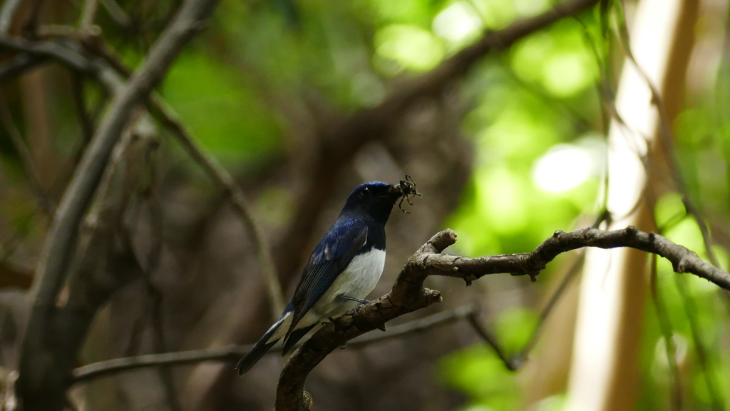 子育て中のオオルリ①