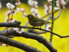 鳥に会いに行けて無いなぁ②