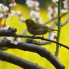 鳥に会いに行けて無いなぁ②