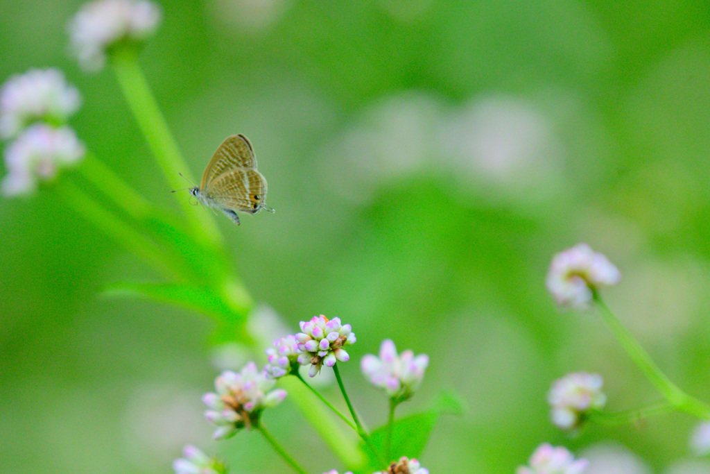 この森の人気者④