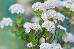 公園に咲く花①