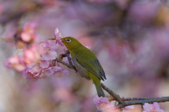 鳥24