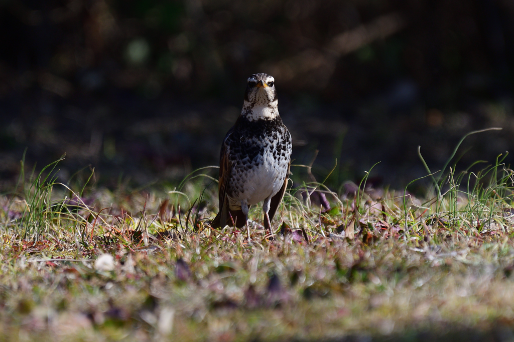 ペンギンさん？