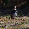 ペンギンさん？