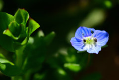 花と小ちゃな虫①