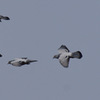 鳩