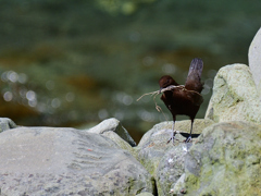 カワガラスさんの巣材集め