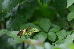 ヤブガラシ小食堂①