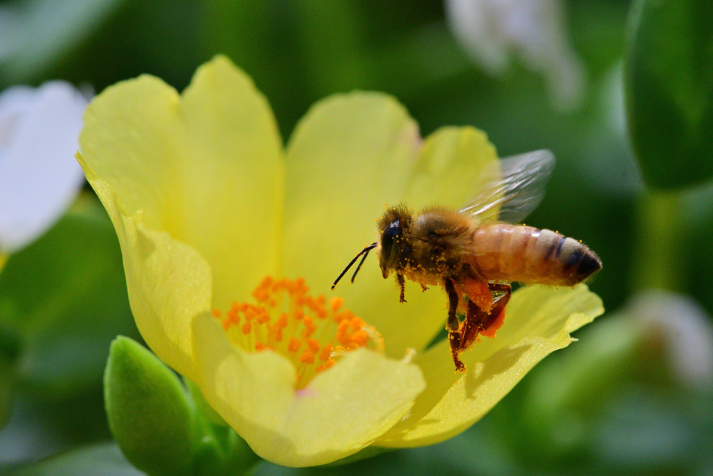 ポーチュラカ朝食専門店の常連③