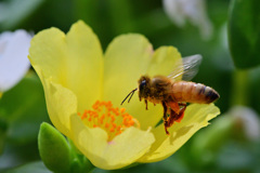ポーチュラカ朝食専門店の常連③