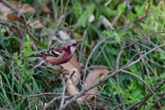 同じ鳥でも個性はそれぞれ②